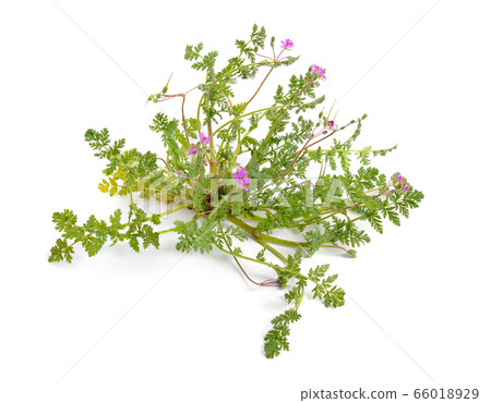 Erodium cicutarium, also known as redstem filaree, Erodium cicutarium, also known as redstem filaree, 66018929