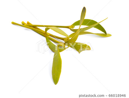Viscum album, commonly known as European Viscum album, commonly known as European 66018946