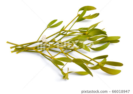Viscum album, commonly known as European Viscum album, commonly known as European 66018947