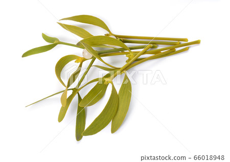 Viscum album, commonly known as European Viscum album, commonly known as European 66018948