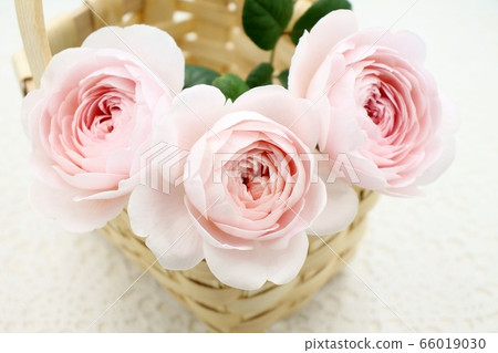 玫瑰 玫瑰 66019030