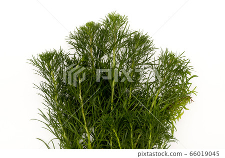 Hama March (Ryukyu Mugwort) 66019045