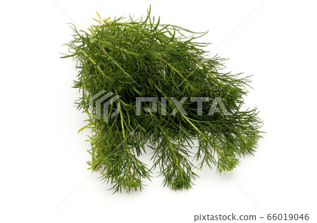 Hama March (Ryukyu Mugwort) 66019046