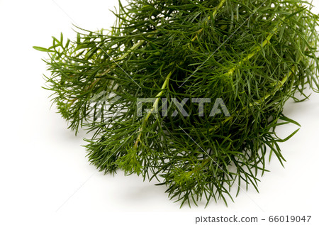 Hama March（琉球Mugwort） 66019047