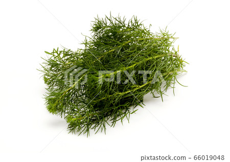 Hama March (Ryukyu Mugwort) 66019048