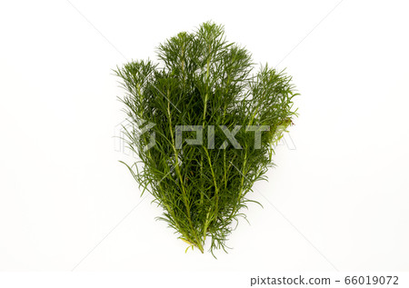 Hama March (Ryukyu Mugwort) 66019072