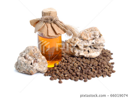 Abelmoschus moschatus or Ambrette Seed with Abelmoschus moschatus or Ambrette Seed with 66019074