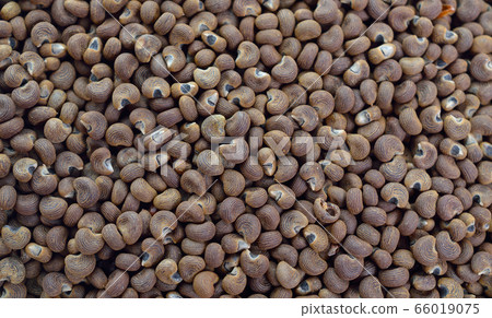 Abelmoschus moschatus Seed. Abelmosk, ambrette Abelmoschus moschatus Seed. Abelmosk, ambrette 66019075