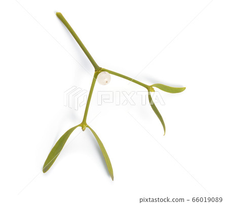 Viscum album, commonly known as European Viscum album, commonly known as European 66019089