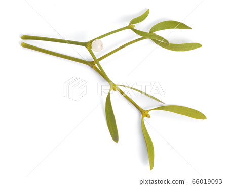Viscum album, commonly known as European 66019093