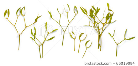 Viscum album, commonly known as European 66019094