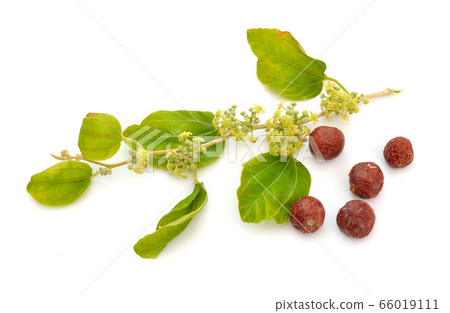 Ziziphus spina-christi, known as the Christ's Ziziphus spina-christi, known as the Christ's 66019111