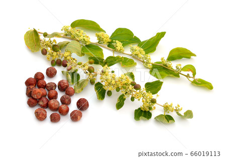 Ziziphus spina-christi, known as the Christ's Ziziphus spina-christi, known as the Christ's 66019113