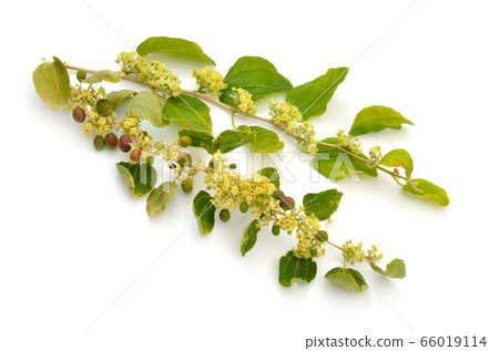 Ziziphus spina-christi, known as the Christ's Ziziphus spina-christi, known as the Christ's 66019114