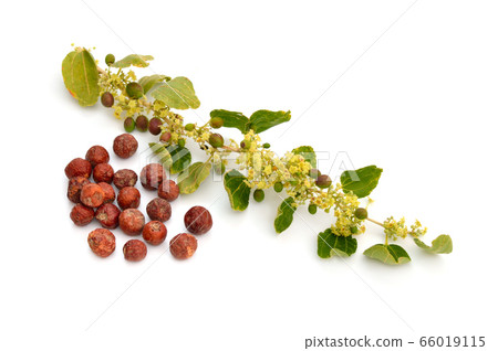 Ziziphus spina-christi, known as the Christ's Ziziphus spina-christi, known as the Christ's 66019115