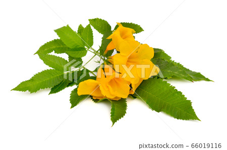 Tecoma stans. Common names include yellow Tecoma stans. Common names include yellow 66019116