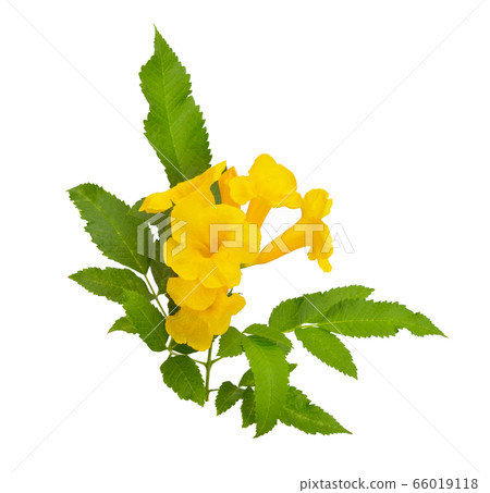 Tecoma stans. Common names include yellow Tecoma stans. Common names include yellow 66019118