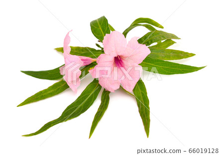 Ruellia simplex, the Mexican petunia, Mexican 66019128