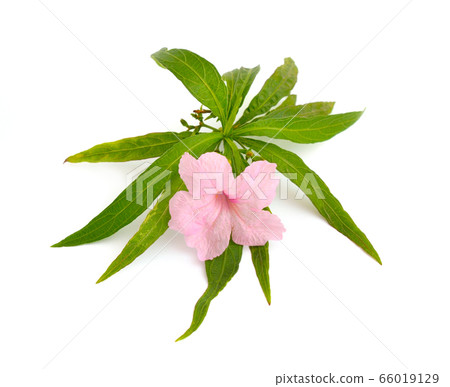 Ruellia simplex, the Mexican petunia, Mexican 66019129