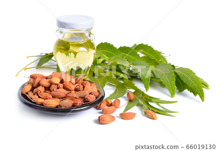 Azadirachta indica, commonly known as neem, 66019130