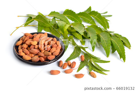 Azadirachta indica, commonly known as neem, 66019132