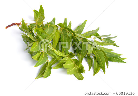 Azadirachta indica, commonly known as neem, 66019136