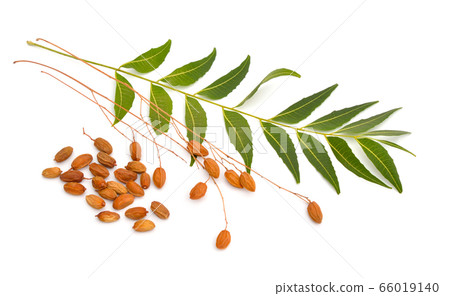 Azadirachta indica, commonly known as neem, 66019140