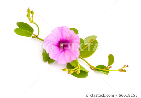 Ipomoea pes-caprae, also known as bayhops, beach 66019153