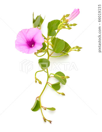 Ipomoea pes-caprae, also known as bayhops, beach 66019155