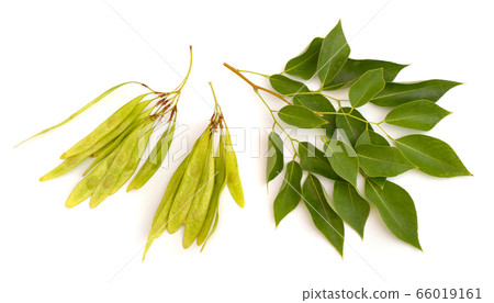 Dalbergia or Rosewood sheesham. Plant with seed. 66019161