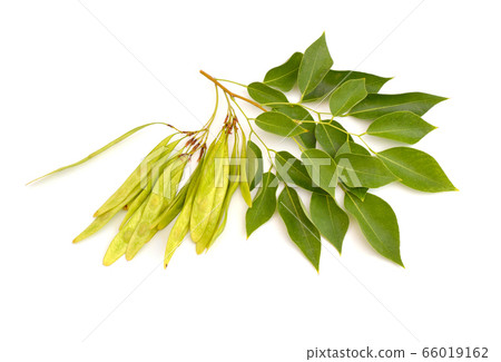 Dalbergia or Rosewood sheesham. Plant with seed. Dalbergia or Rosewood sheesham. Plant with seed. 66019162