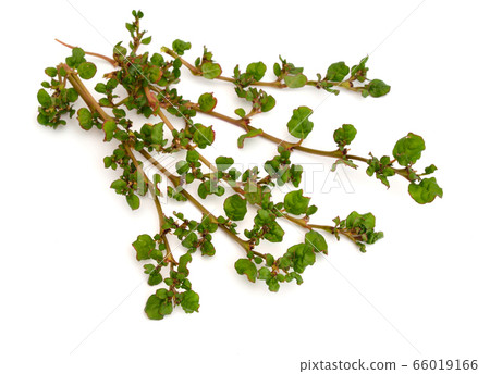 Corchorus depressus, commonly known as Baphuli. Corchorus depressus, commonly known as Baphuli. 66019166