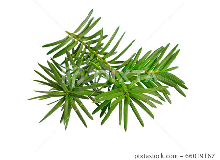 Taxus baccata known as yew, English yew or Taxus baccata known as yew, English yew or 66019167