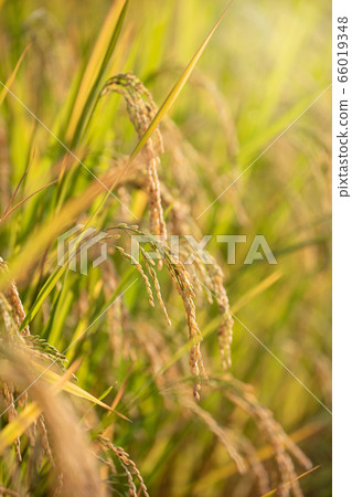 Organic Jasmine Rice in the Rice Field Background Organic Jasmine Rice in the Rice Field Background 66019348