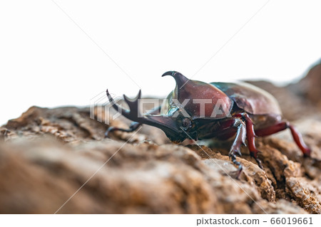 Beetle beetle 66019661