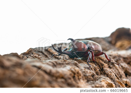 Beetle beetle 66019665