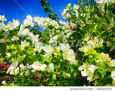 bougainvillea plant as very nice texture 66020303