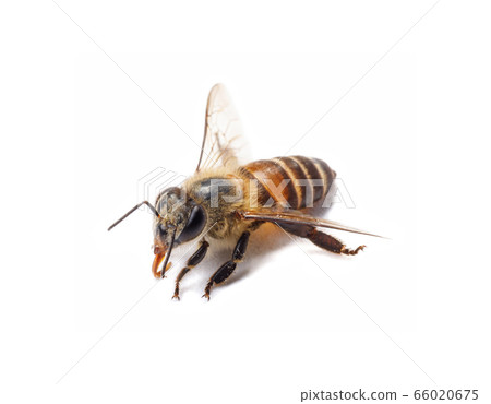 Honey bee isolate on white banner background, bee products by organic natural ingredients concept 66020675