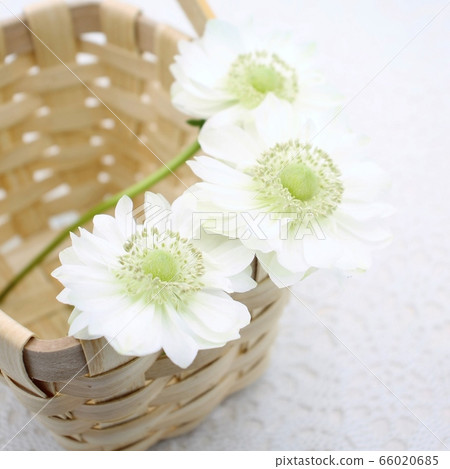 Anemones Anemones 66020685