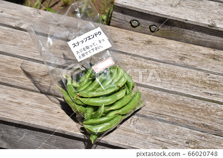 豌豆 豌豆 66020748