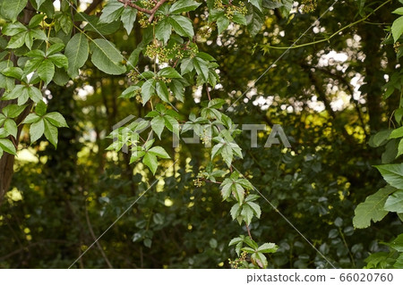 Red leaves ofa climbing plant 66020760