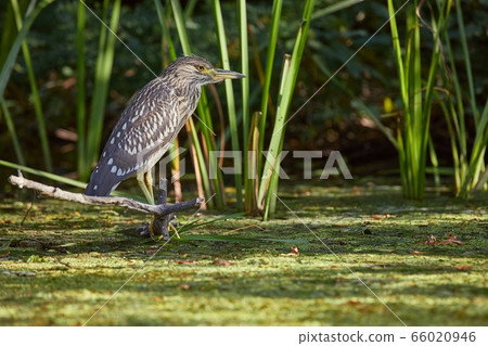 Bird fishing in the lake Bird fishing in the lake 66020946