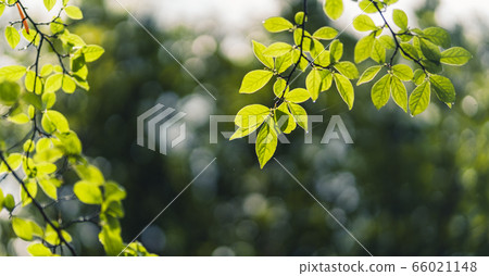 Green sprouting leaves In nature after the rain Green sprouting leaves In nature after the rain 66021148