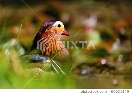 Beautiful mandarin ducks. Animals in the wild. Beautiful mandarin ducks. Animals in the wild. 66021149