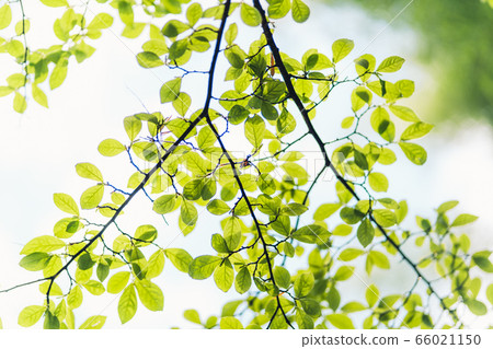 Green sprouting leaves In nature after the rain Green sprouting leaves In nature after the rain 66021150