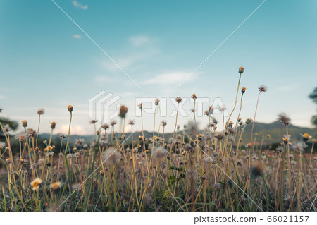 Countryside, fields and evening light 66021157