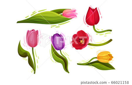 Cup-shaped Tulip Flowers with Bright Actinomorphic Buds on Green Stem with Cauline Leaves Vector Set. Spring-blooming Perennial Herbaceous Bulbiferous Plant. Cup-shaped Tulip Flowers with Bright Actinomorphic Buds on Green Stem with Cauline Leaves Vector Set. Spring-blooming Perennial Herbaceous Bulbiferous Plant. 66021158