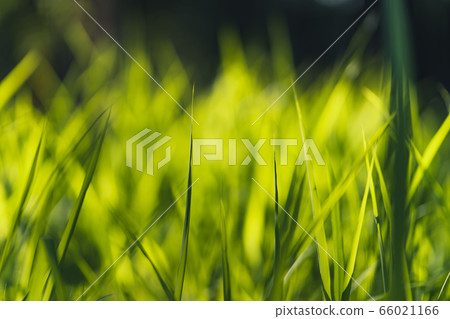 Grass and green leaves Natural ligh 66021166