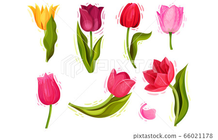 Cup-shaped Tulip Flowers with Bright Actinomorphic Buds on Green Stem with Cauline Leaves Vector Set. Spring-blooming Perennial Herbaceous Bulbiferous Plant. Cup-shaped Tulip Flowers with Bright Actinomorphic Buds on Green Stem with Cauline Leaves Vector Set. Spring-blooming Perennial Herbaceous Bulbiferous Plant. 66021178