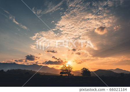 Countryside,Cows fields and evening light 66021184